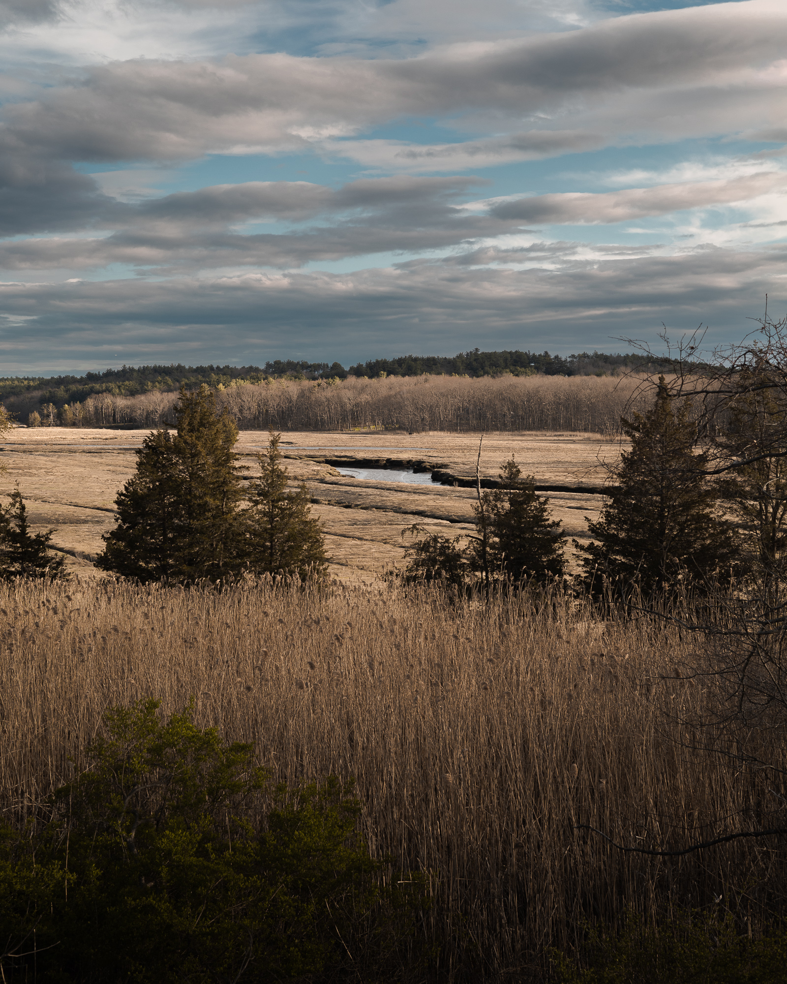Marsh landscape